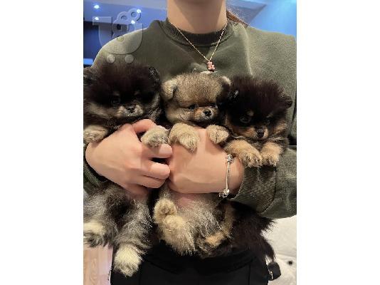 Pomeranian, μινιατούρες κουτάβια